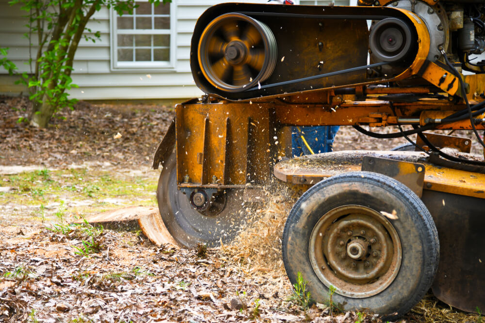 Why Is Tree Stump Grinding Necessary Panama City FL