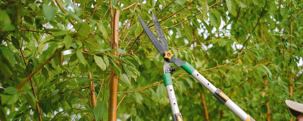 Why Opt for Professional For Corrective Pruning Panama City FL