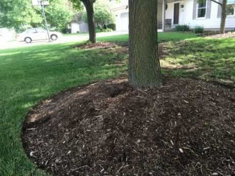 Why Opt for Professional For Root Collar Excavation Panama City FL