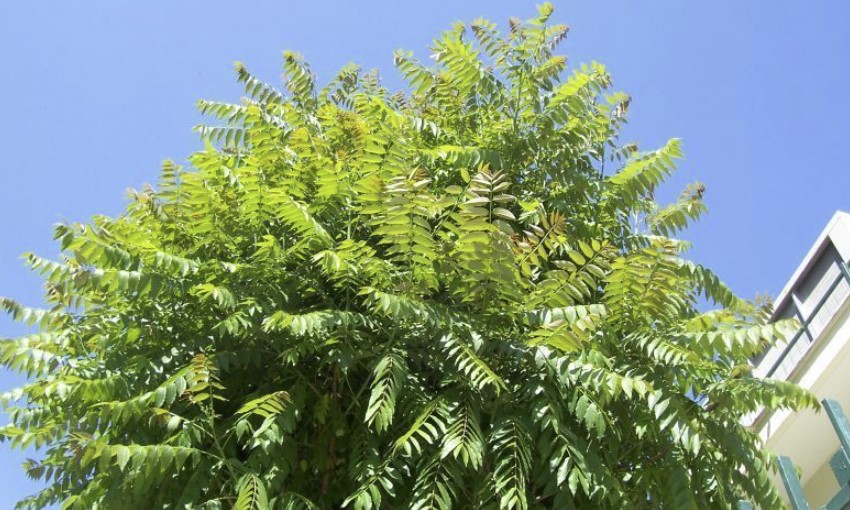 The 7 Trees That Grow Like Weeds in Panama City, Fl