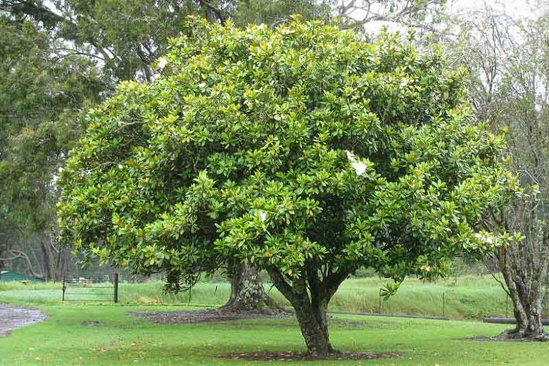 The Southern Magnolia