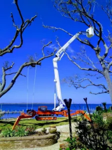 Trim Your Trees in Panama City