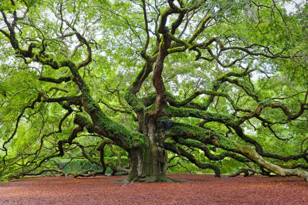 Types of Trees in Panama City, Florida